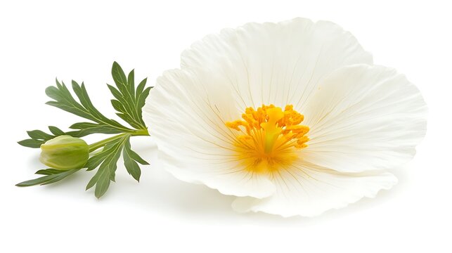 Elegant Matilija Poppy Flower with Bud and Green Leaves on White Background