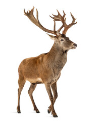 Red deer stag in front of a white background