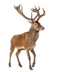 Red deer stag in front of a white background