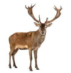 Red deer stag in front of a white background