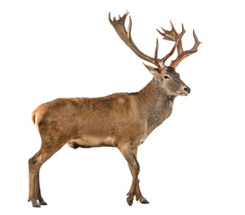 Red deer stag in front of a white background