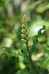 Close-up of a Unique Pale Green Flower Bud on a Spiky Leafed Plant