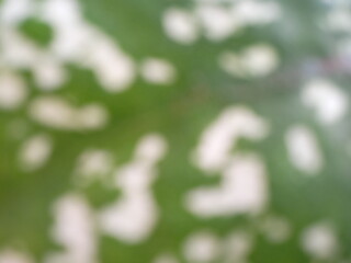 image of blurry green leaves with white spots