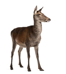 Naklejka premium Female red deer in front of a white background