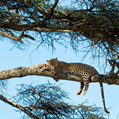 Leopard resting on a branch, Serengeti, Tanzania © Eric Isselée