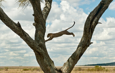 Leopard jumping from a tree, Serengeti, Tanzania