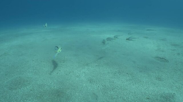 Lessepsian  red sea mullets fish in Mediterranean sea underwater Mullus barbatus