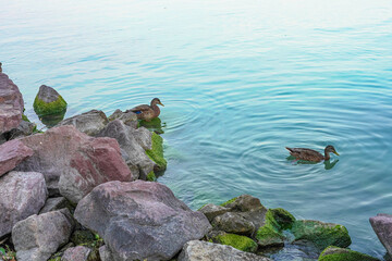 Two wild ducks swim by the shore of Lake Balaton. Red rocks characteristic of the coast. Hungary, Europe.
