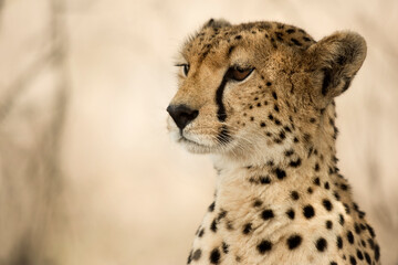 Close-up of a Cheetah, Serengeti, Tanzania