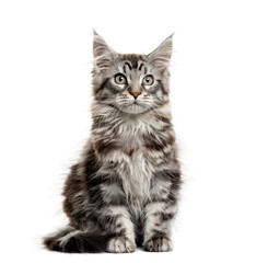 Maine coon kitten in front of white background