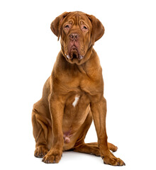 Dogue de Bordeaux in front of white background