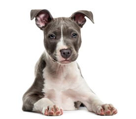 Fototapeta premium American Staff puppy in front of white background