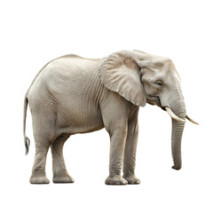Fototapeta premium Isolated african elephant wildlife animal safari mammal ivory tusks zoo on transparent background
