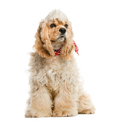 American cocker spaniel in front of white background