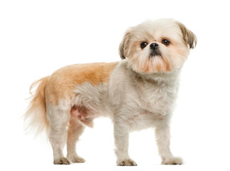 Shih Tzu in front of white background