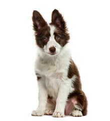 Fototapeta premium Border Collie in front of white background