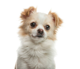 Chihuahua in front of white background