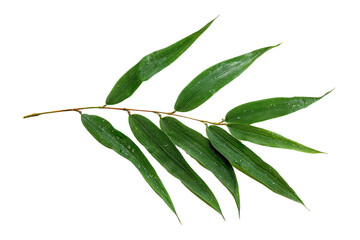 Lush green leaves nature close-up