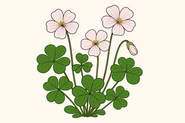 Wood sorrel botanical vector illustration. Oxalis acetosella with pink flowers. Shamrock plant with three-leaf clover leaves. Wildflower isolated on white. Spring nature concept.