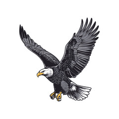 Bald Eagle with Spread Wings in Mid Flight Hunting Pose Vector Illustration on White Background