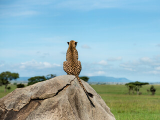 Cheetah sitting on a rock and looking away, Serengeti, Tanzania © Eric Isselée