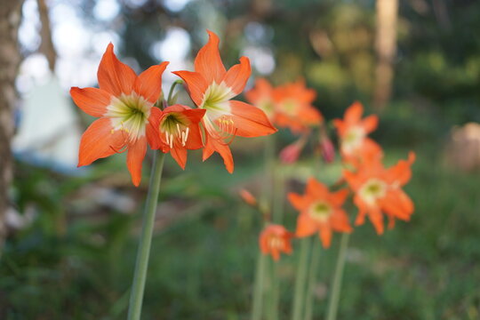 Vibrant Orange Amaryllis Flowers Blooming in Nature