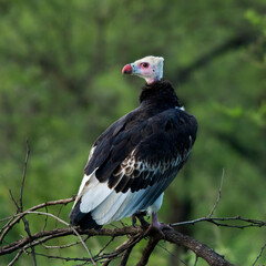 White-headed vulture perched on a branch, Serengeti, Tanzania