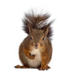 Obraz premium Red squirrel in front of a white background