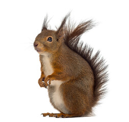 Red squirrel in front of a white background