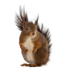 Red squirrel in front of a white background
