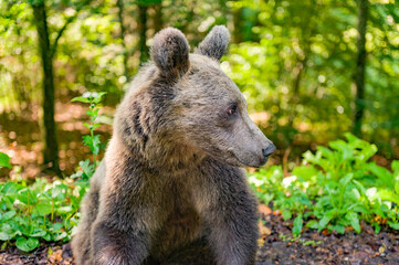 Fototapeta premium Tusnad, Romania, Travel
