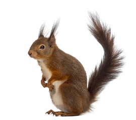 Obraz premium Red squirrel in front of a white background