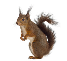 Red squirrel in front of a white background