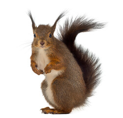 Fototapeta premium Red squirrel in front of a white background