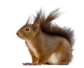 Red squirrel in front of a white background