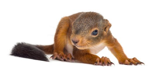 Fototapeta premium Baby Red squirrel in front of a white background