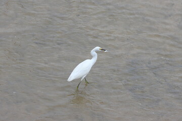 Little egret, Ardea alba, single bird in water