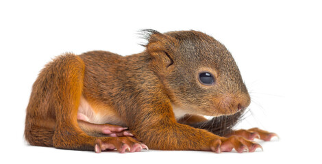 Baby Red squirrel in front of a white background