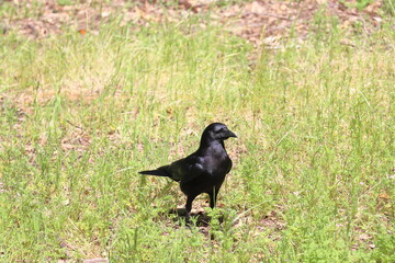 black bird in the grass.Black crow walking on the grass in the park. (Corvus corax)