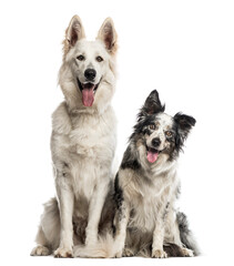 Swiss shepherd dog and border collie in front of a white backgro