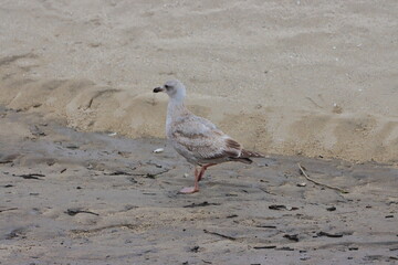 seagull on the beach.Seagull walking on the beach of the Baltic Sea in Poland.