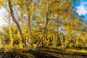 Obraz premium scenic yellow landscape of autumn forest with birch trees, orange leaves during fall and green pines