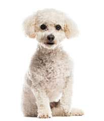 Maltese in front of a white background