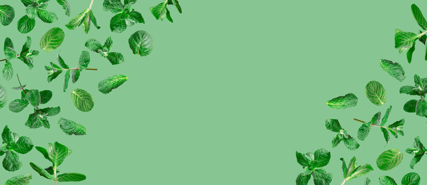 Creative background with mint. Frame from flying green fresh mint, peppermint, lemon balm, melissa leaves isolated on green background. Cut out leaves for design. Plant for medicine, cosmetics, tea