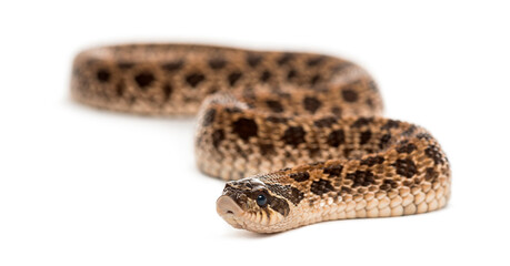 Western hog-nosed snake, Heterodon nasicus against white backgro