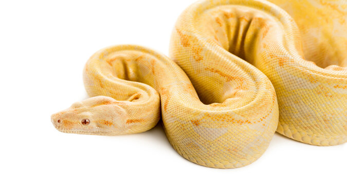 Albino royal python in front of a white background