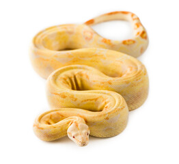 Obraz premium Albino royal python in front of a white background