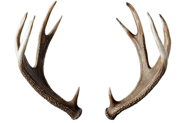 Fototapeta premium Reindeer antlers showcasing intricate detailing found in natural habitats during the winter season across northern regions