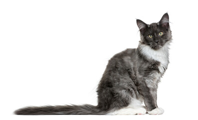 Maine Coon kitten (4 months old)