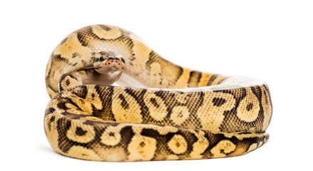 Royal python, python regius, rolled in front of a white background
